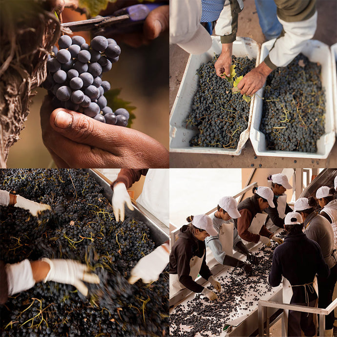 Finca Decero - The Beauty of Single Vineyards